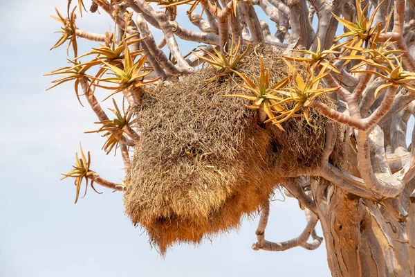 Sociable Weaver Bird Nest Aloe Tree Namibia Лицензионные Стоковые Фото