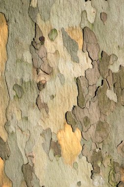 spotted sycamore tree bark pattern by sunny day
