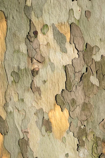 Spotted Sycamore Tree Bark Pattern Sunny Day — Foto Stock