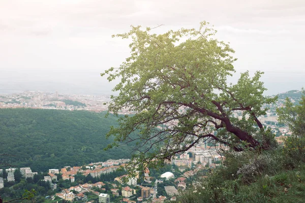 山の中腹に湾曲した木があるトリエステの街への景色 ロイヤリティフリーのストック写真