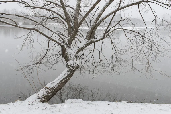 Bare Willow Tree Covered Fresh Snow Early Winter Time — Photo