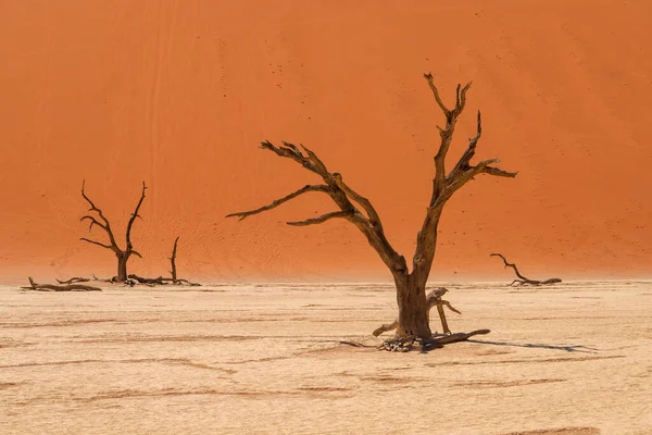 Der Ausgetrocknete Boden Des Wüstensees Mit Abgestorbenen Akazienbäumen Vor Einer — Stockfoto