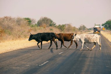 Caprivi, Namibya 'da otobanı geçen köylü inekler