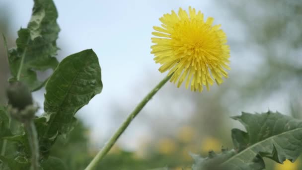 風で揺れる黄色いタンポポの花のクローズアップ映像 — ストック動画