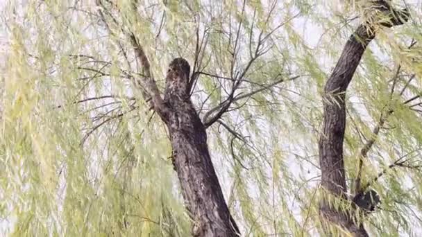 初秋までに柳の木を泣きカメラの動きを上げ — ストック動画