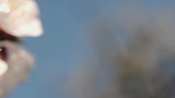 Panoramische Macro Beelden Van Bloesem Abrikozenboom Bloemen Geschud Door Wind — Stockvideo