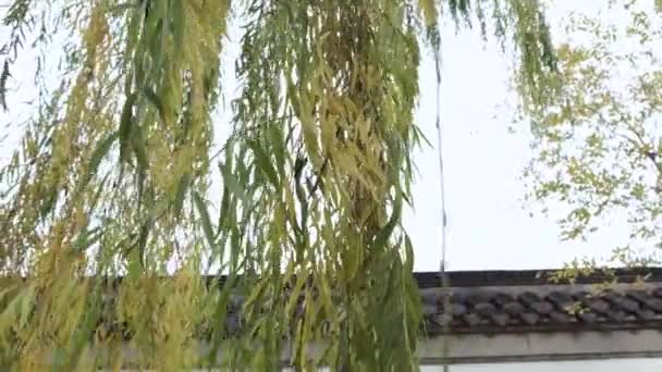 버드나무 가지의 초점을 입구를 원형으로 바꾸고 기울기 카메라 움직임 — 비디오