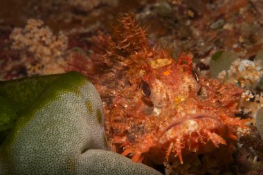 küçük ama riski olmadan