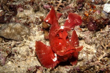 Ben uzaylı değilim.