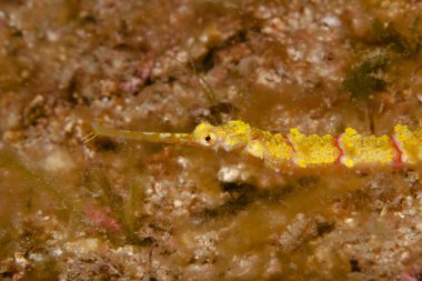 sinsi sinsi deniz çim