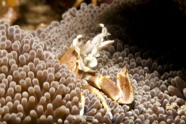 Geçerli okyanusta açgözlü