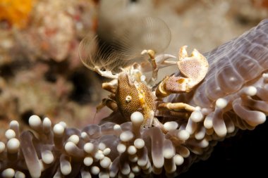 okyanusun içinde geçerli