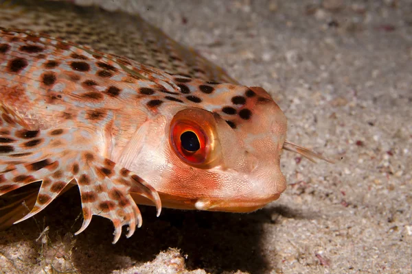 Portrait of a gurnard — Stock Photo, Image