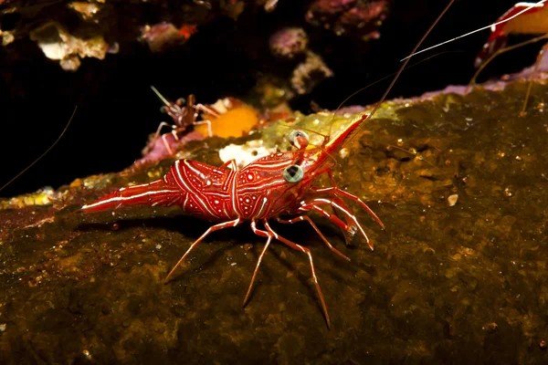 Rosso e bianco in un relitto — Foto Stock