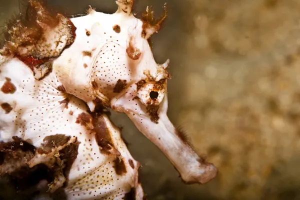 çikolata ve vanilya