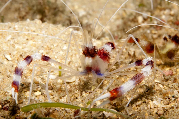 -Deniz yatağı üzerinde resif