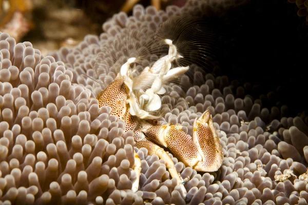 Geçerli okyanusta açgözlü