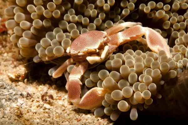 Deniz yatağı üzerinde rahatlatıcı