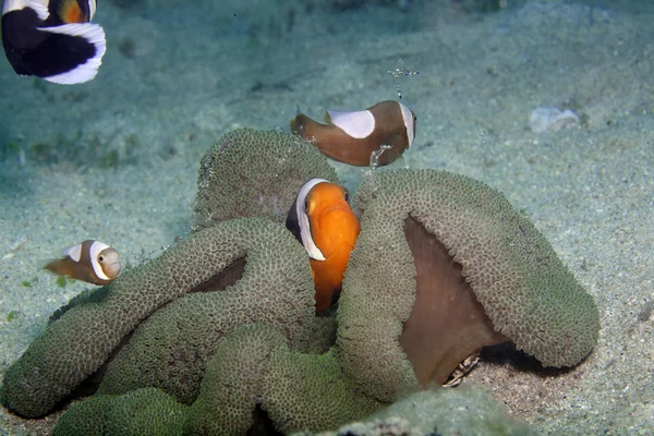 Simbiosis en los mares — Foto de Stock