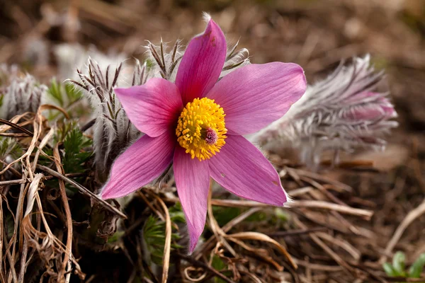 Réveille un héraut du printemps — Photo