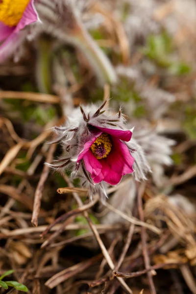 Ontwaakt een heraut van de lente — Stockfoto