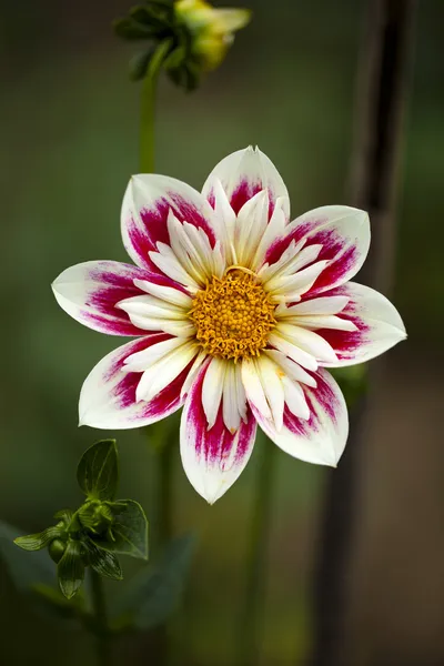 Que flor linda. — Fotografia de Stock