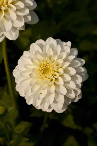 Elkes Dahlia — Stockfoto