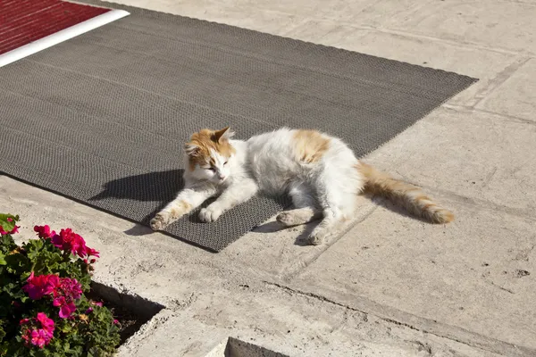 伊斯坦布尔 6 的猫 — 图库照片