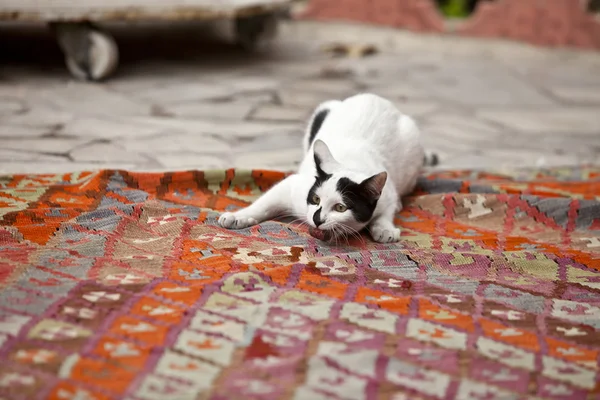 Junge Katze beim Spiel 6 — Stockfoto