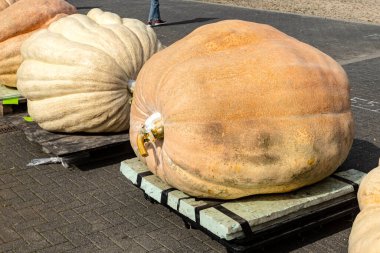 Riesenkruebis sık sık ueber zehn Zentner schwer auf Palette