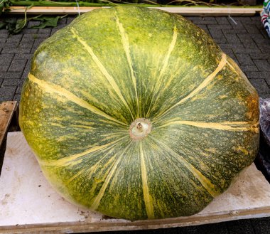 Riesenkuerbis der einer Wassermelone aehnelt
