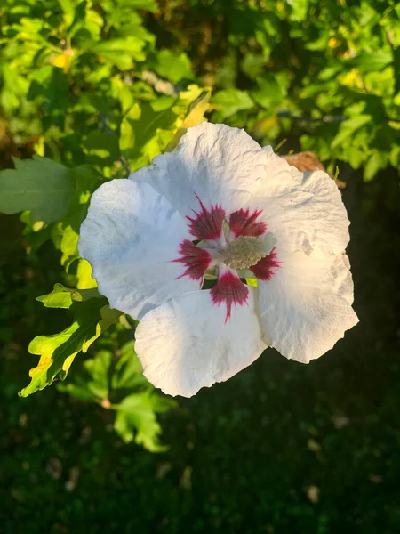 Hibiskusblte Speatsommer Zwischen Licht Und Schatten — Stock Photo, Image