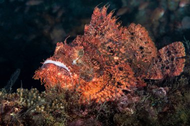 Gut get liegt der Drachenkopf im Wrack. 