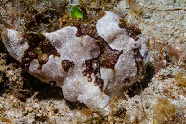 Gut Getarnt Bewegt Sich Der Kleine Anglerfisch Durch Das Riff — Stock fotografie