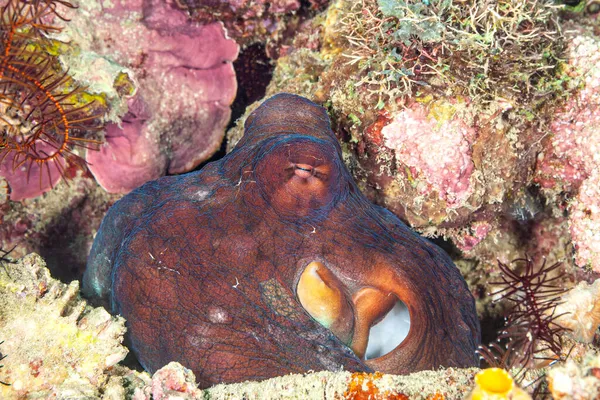 Große Krake Sucht Einen Versteck Riff — Stockfoto