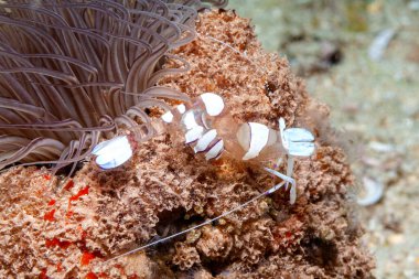 Pracht-Partnergarnele a einer Zylinderrose 