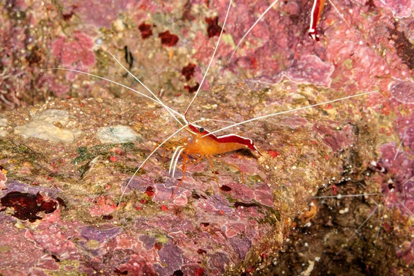 Weissband Putzergarnele Bietet Ihre Denste Auch Einem Taucher — Zdjęcie stockowe