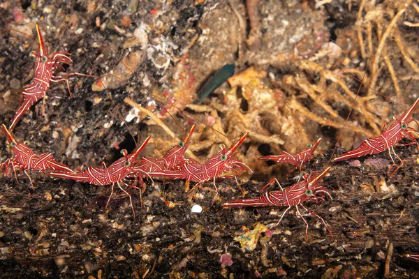 Einem Wrack Taki Durban Tanzgarnelen Rhynchocinetes Durbanensis Wird Sık Sık — Stok fotoğraf