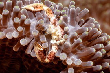 Wozu die Porzelankrabbe die groen Scheren wohl hat. Merhaba, Futter aus der Stroemung.