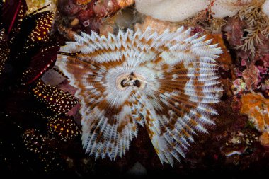 Dem Roehrenwurm in den Schlund geguckt.