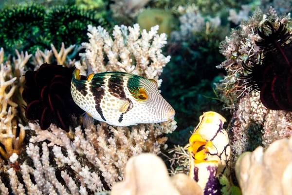 Sattel Spitzkopfkugelfisch Auf Dem Riffdach Viele Farben Und Formen Der —  Fotos de Stock