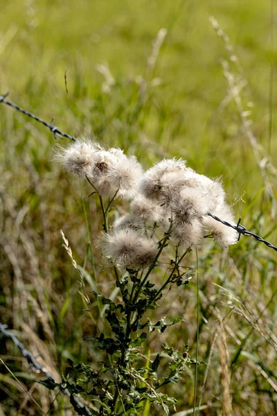 Beinahe Ironisch Eine Distel Umhuellt Den Stacheldraht — Zdjęcie stockowe