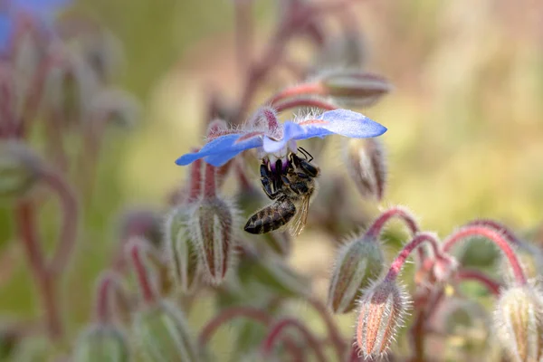 Borretschblueten Sind Bei Bienen Begehrt — Stok fotoğraf