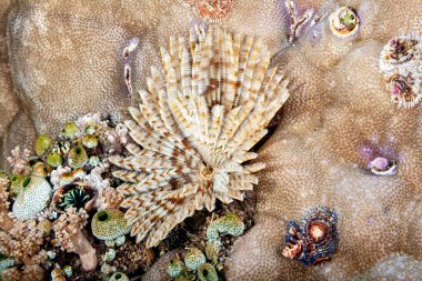 Ein Korallenblock bietet viel Platz fuer Mitbewohner.