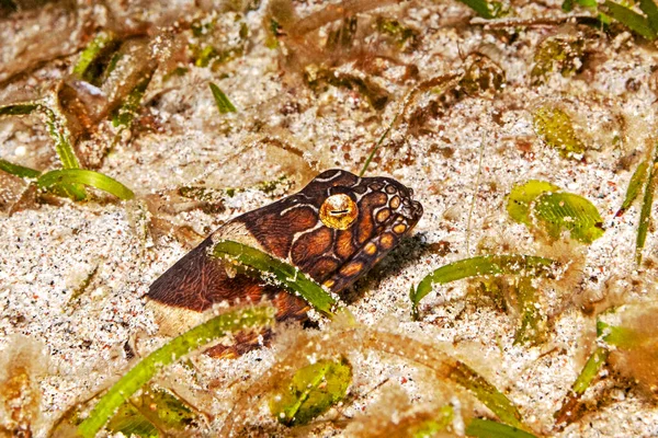 Bonapart Schangenaal Hat Sich Den Meeresboden Eingegraben Nur Der Kopf — Foto Stock