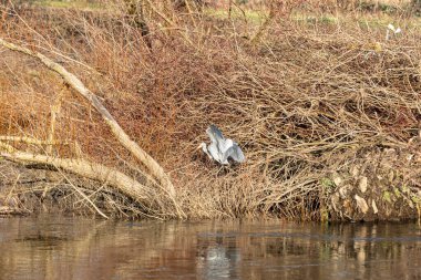 Bei Hochwasser şapkası auch der Graureiher nicht leicht beim Fisch fangen