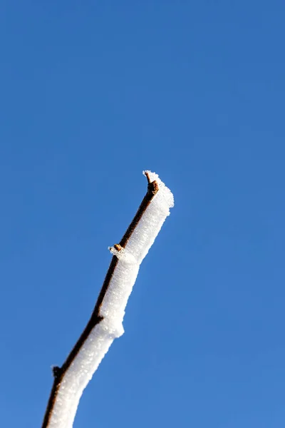 Ist Frostig Geworden Und Baum Zeigen Sich Herrliche Eiskristalle Sonnenlicht — Zdjęcie stockowe
