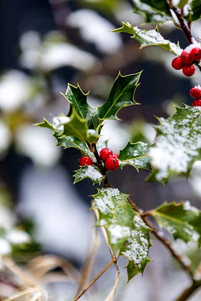 Çürük lökosten die Beeren der Stechpalme in Winter