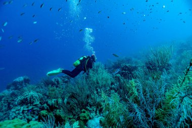 Elke schwebt ueber das karibische Riff