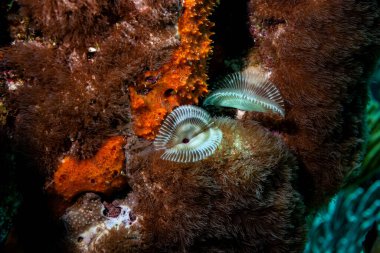 Balıkçı şapkası Riff viel zu bieten